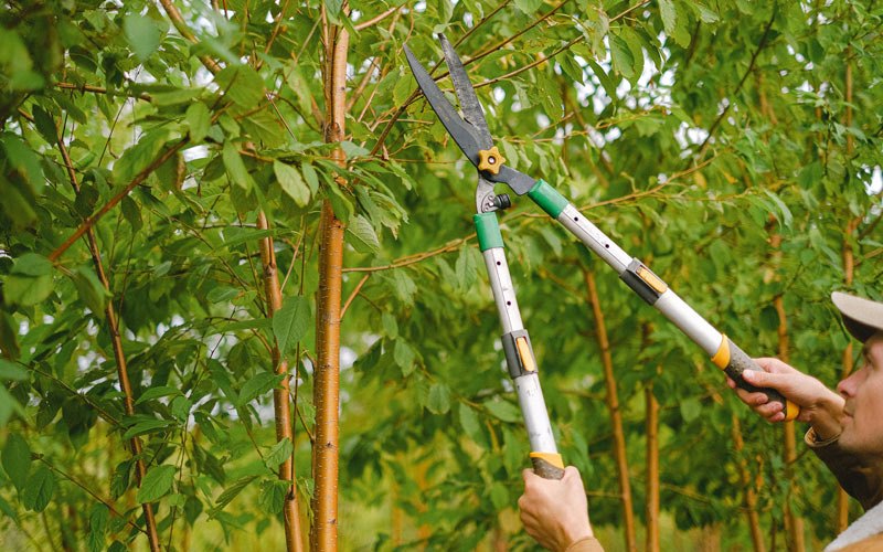 Tree trimming in Hephzibah, GA